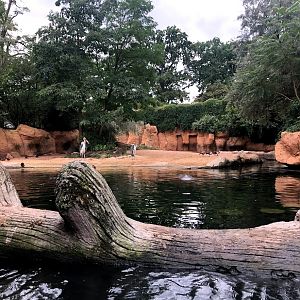 Erlebnis-Zoo Hannover- view into hippopotamus exhibit from the boat- 2020