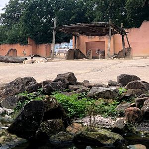 Erlebnis- Zoo Hannover- addax and wild ass enclosure seen from a boat- 2020