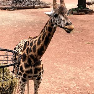 Erlebnis- Zoo Hannover- Rothschild's giraffe eating- 2020