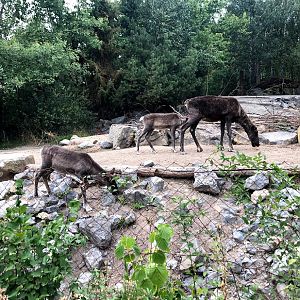 Erlebnis-Zoo Hannover- reindeer- 2020