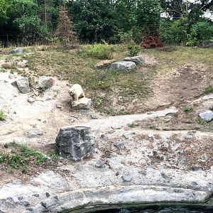 Erlebnis-Zoo Hannover- second polar bear enclosure with polar bear cup Nana- 2020