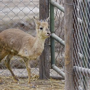 Przewalski's gazelle