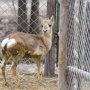 Przewalski's gazelle