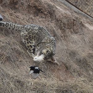 Snow leopard catches rabbits