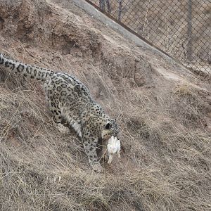 Snow leopard catches rabbits
