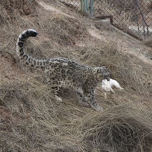 Snow leopard catches rabbits