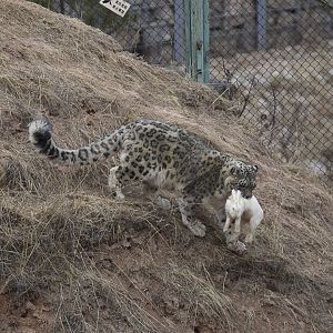 Snow leopard catches rabbits