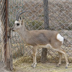 Tibetan gazelle