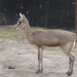 Goitered gazelle