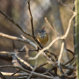 Black-crested antshrike (Sakesphorus canadensis) female