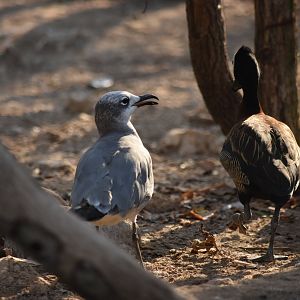 Gray Gull (Leucophaeus modestus) (?)