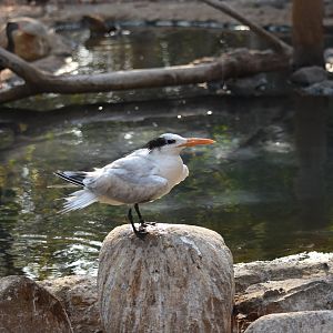 Royal tern (Thalasseus maximus)