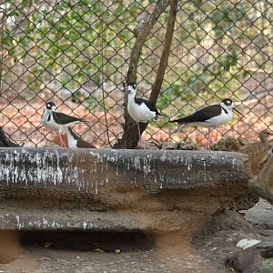 Black-necked stilt (Himantopus mexicanus) & Whimbrel (Numenius phaeopus)