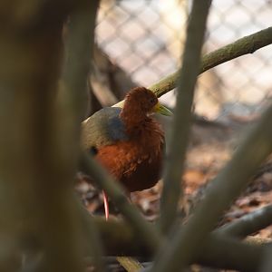 Rufous-necked wood rail (Aramides axillaris)