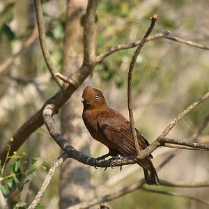 Female Andean cock-of-the-rock (Rupicola peruvianus)
