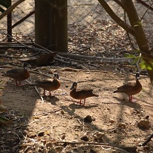 Brazilian teal (Amazonetta brasiliensis)