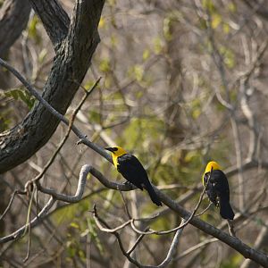 Oriole blackbird (Gymnomystax mexicanus)