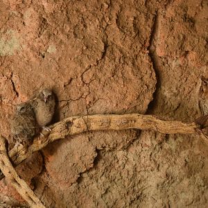 Tropical screech owl (Megascops choliba) adult and chicks