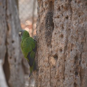 Dusky-headed parakeet (Aratinga weddellii)