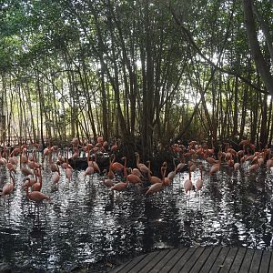 American flamingo (Phoenicopterus ruber) exhibit