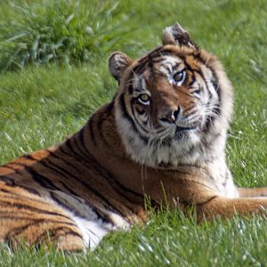 Bengal Tiger