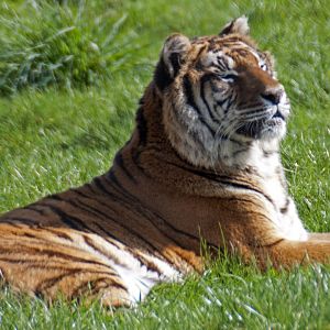 Bengal Tiger