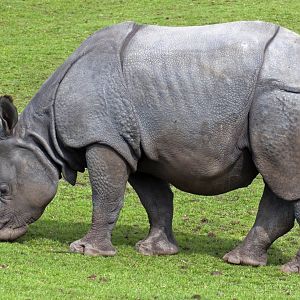 Indian Rhino