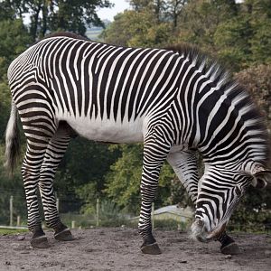 Grevy's Zebra