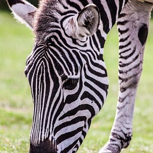 Zebra Grazing