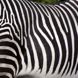 Grevy's Zebra