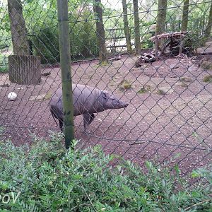 North Sulawesi babirusa [2014]
