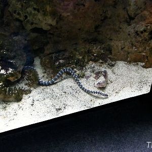 Marine file snake [2014]