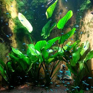 Cardinal tetra tank [2014]