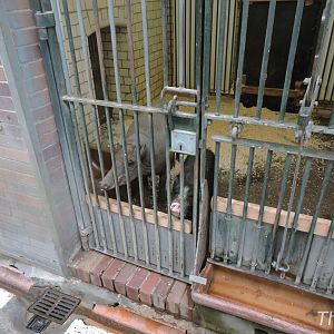 Babirusa and pot-bellied pig [2017]