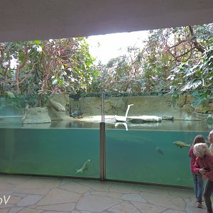 Pygmy hippopotamus exhibit [2017]