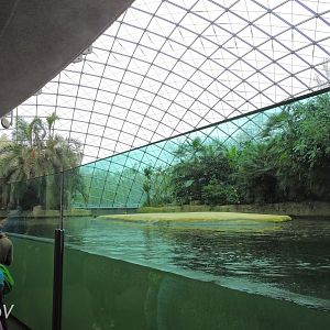 Hippopotamus exhibit [2017]