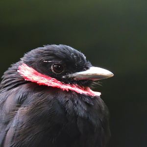 Purple-throated fruitcrow [2017]