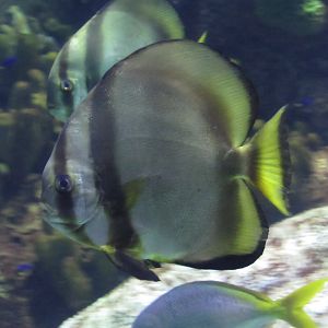 Orbicular Batfish