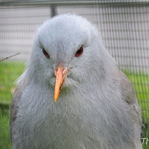Kagu [2017