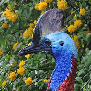Southern cassowary [2017]