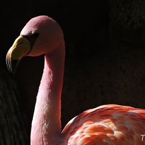 James's flamingo [2017]