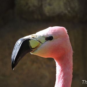 Andean flamingo [2017]
