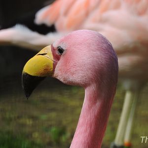 James's flamingo [2017]