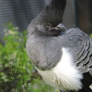 White-bellied go-away-bird [2017]