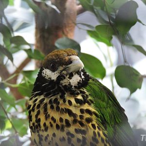 White-eared catbird [2017]