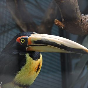 Collared aracari [2017]