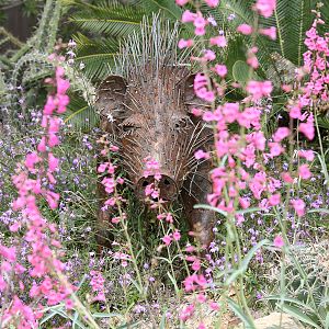 javelina sculpture