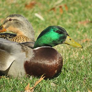 Mallard