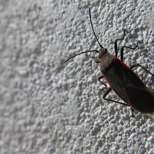 Eastern Boxelder bug