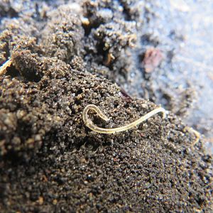 A much better Nematode Photo